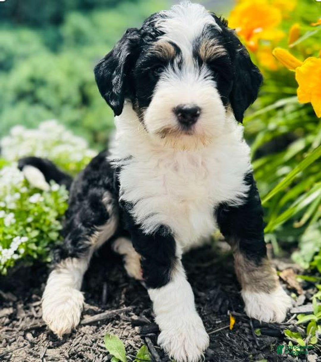 Bernedoodle dogs for sale: Classy - Image 1