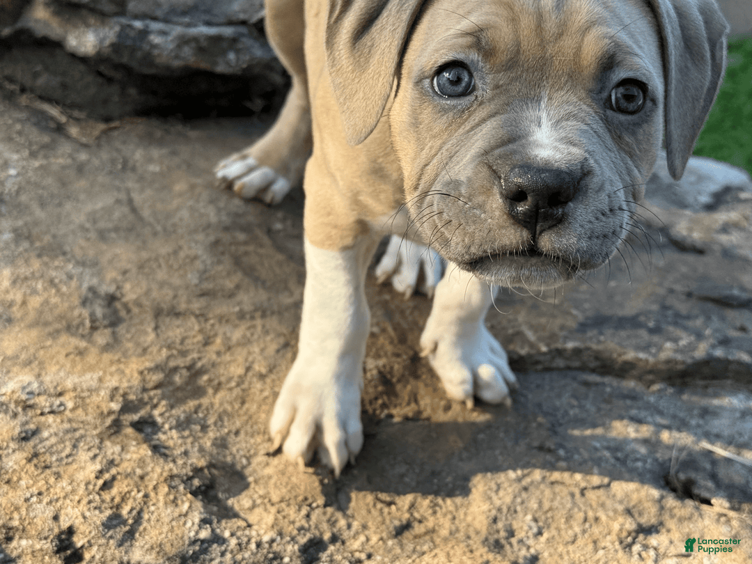 American Pit Bull Terrier dogs for sale: Russ - Image 8