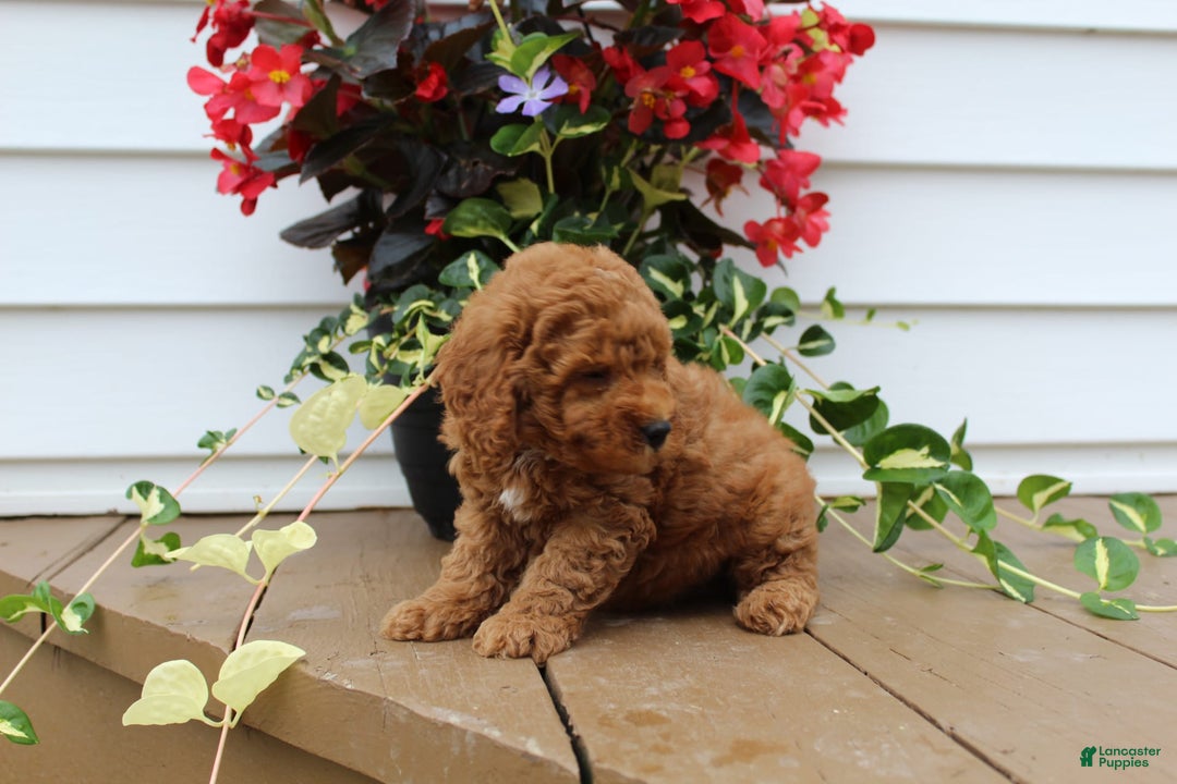 Mini Goldendoodle dogs for sale: Kody - Image 6
