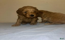 Cavapoo dogs for sale: Dalia - Image 1