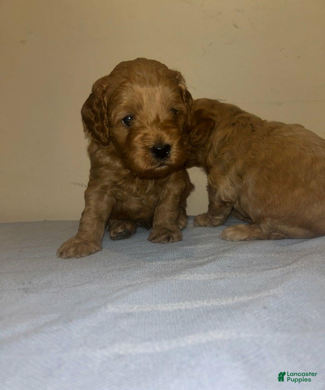 Cavapoo dogs for sale: Dalia - Image 1