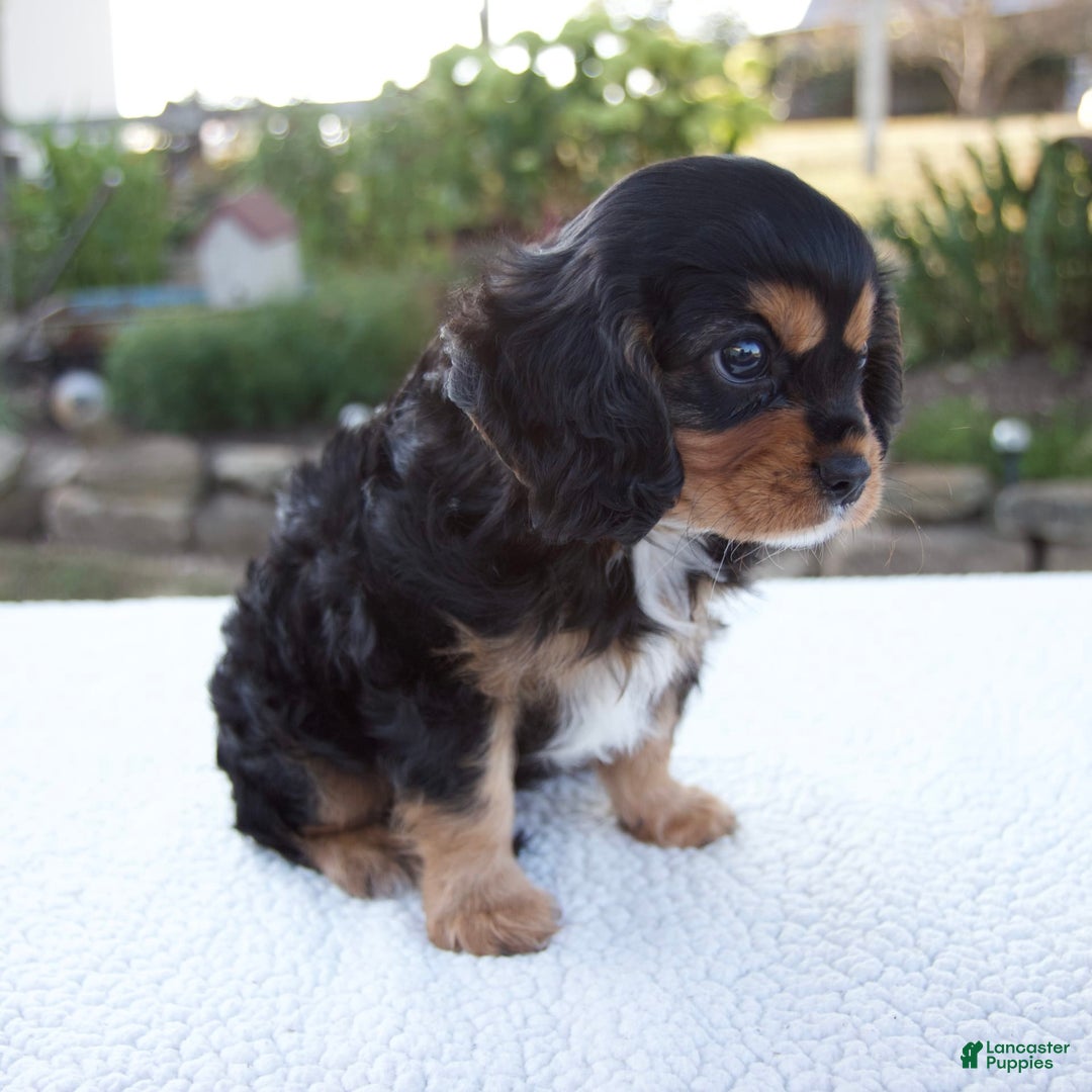 Cavalier King Charles Spaniel dogs for sale: Cooper - Image 2