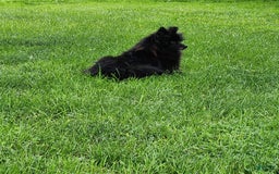 Pomeranian dogs for sale: Pebbles - Image 10