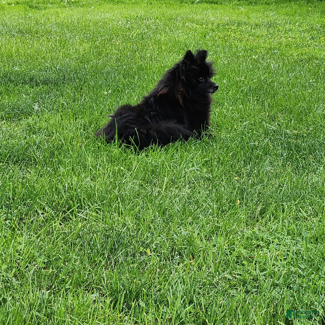 Pomeranian dogs for sale: Pebbles - Image 10