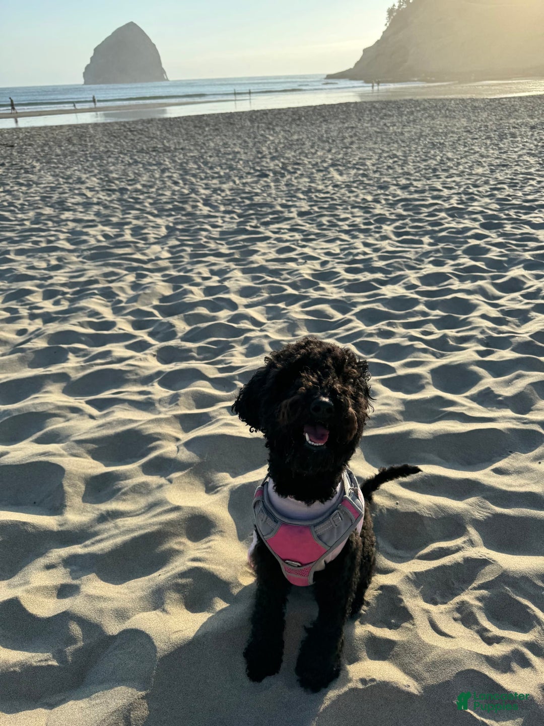 Mini Goldendoodle dogs for sale: Luna - Image 3