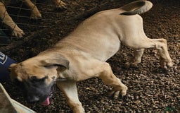 English Mastiff dogs for sale: Marty - Image 4
