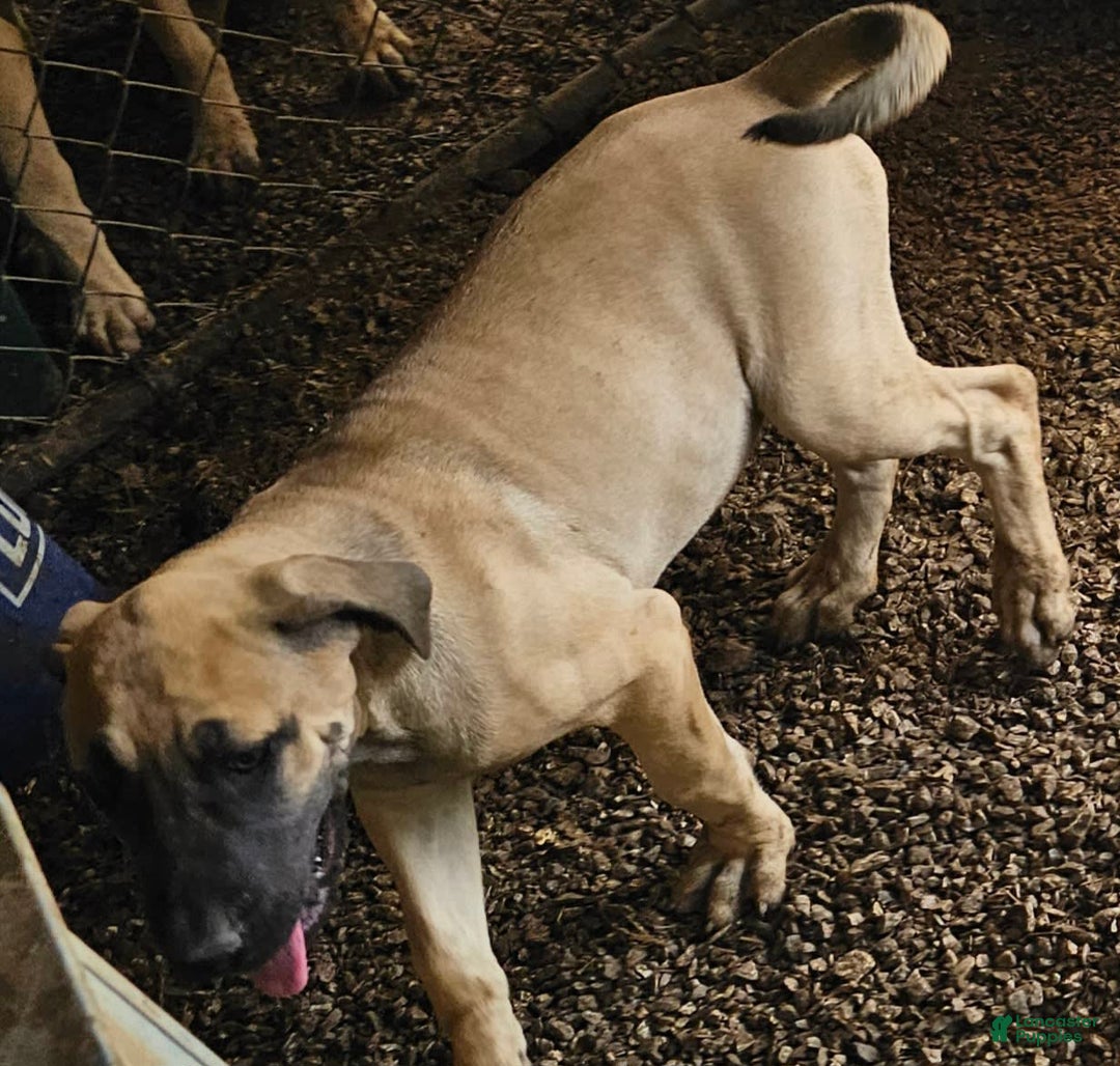 English Mastiff dogs for sale: Marty - Image 4