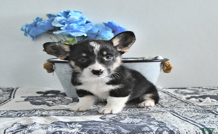 Welsh Corgi Pembroke dogs for sale - Ad 5
