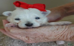 Maltipoo dogs for sale: Beans - Image 20