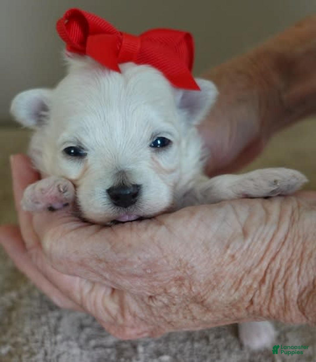 Maltipoo dogs for sale: Beans - Image 20