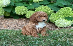 Mini Goldendoodle dogs for sale: Shadow - Image 1