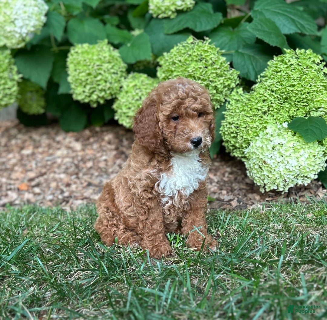 Mini Goldendoodle dogs for sale: Shadow - Image 1