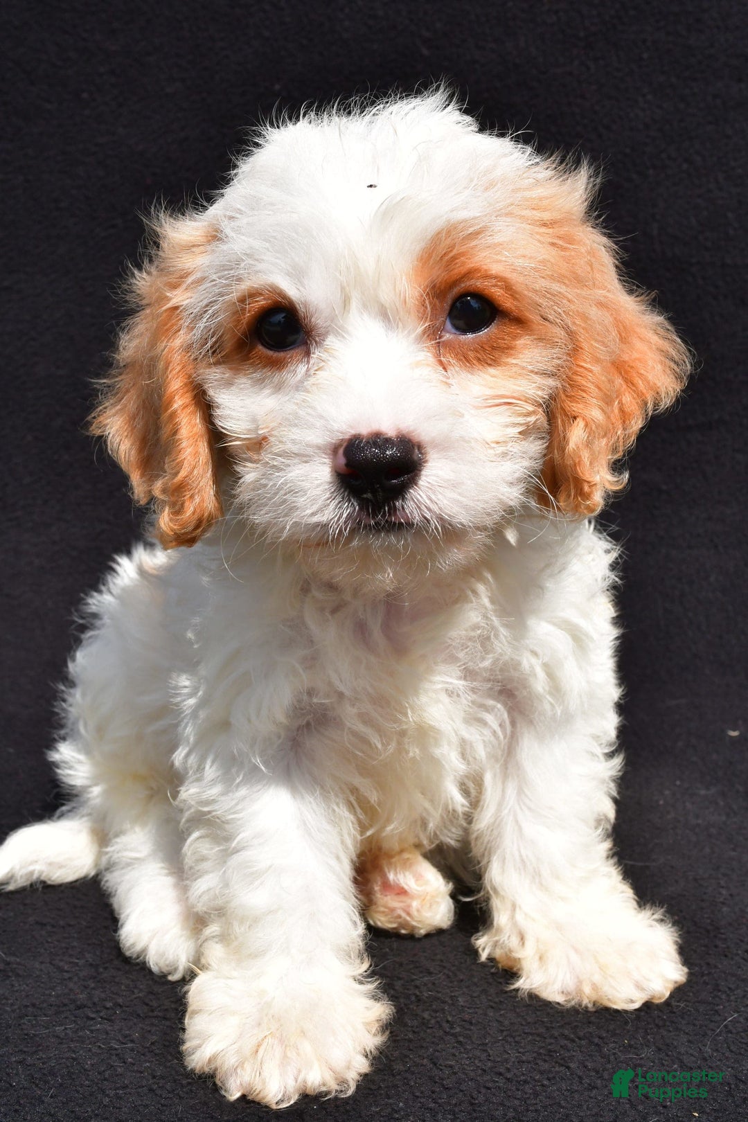 Cavachon dogs for sale: Bruce - Image 1