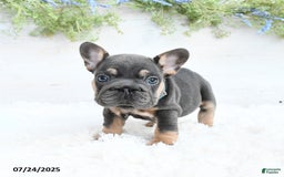 French Bulldog dogs for sale: Barb - Image 5