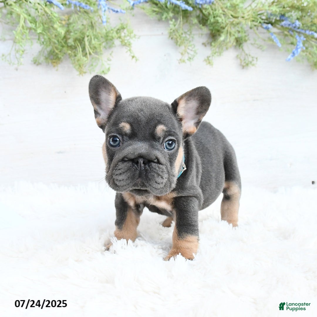 French Bulldog dogs for sale: Barb - Image 5