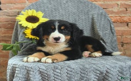 Greater Swiss Mountain Dog dogs for sale: Rocky - Image 3