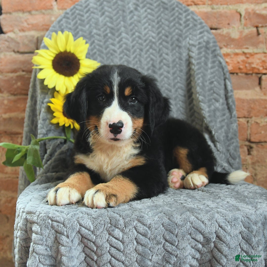 Greater Swiss Mountain Dog dogs for sale: Rocky - Image 3