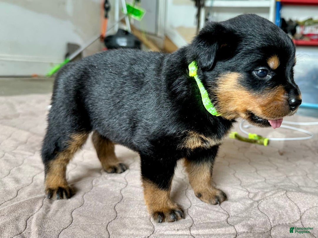 Rottweiler dogs for sale: Green Collar - Image 6