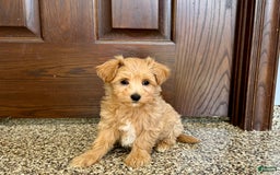 Maltipoo dogs for sale: Frankie - Image 4