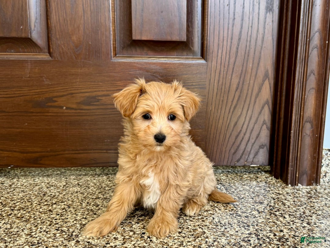 Maltipoo dogs for sale: Frankie - Image 4