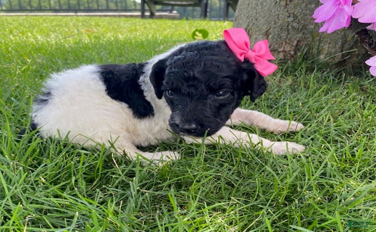 Standard Poodle dogs for sale - Ad 2
