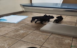 French Bulldog dogs for sale: Coco - Image 9
