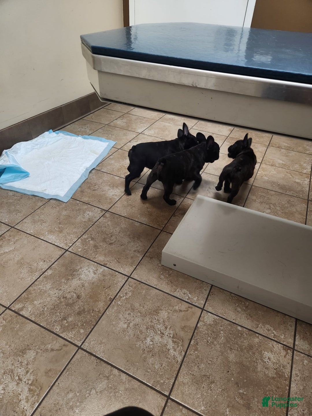 French Bulldog dogs for sale: Coco - Image 9
