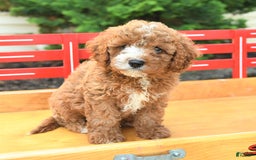 Cavapoo dogs for sale: Bubba - Image 1