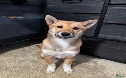 Shiba Inu dogs for sale: Sera - Image 3