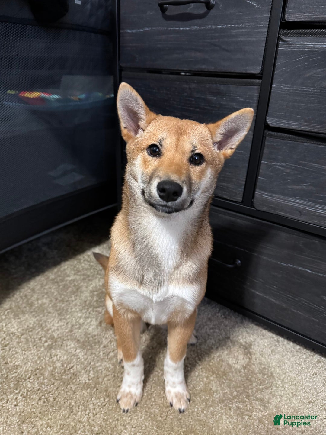Shiba Inu dogs for sale: Sera - Image 3