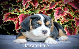 Beabull dogs for sale: Jasmine - Image 2