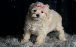 Maltipoo dogs for sale: Maltipoo 5 puppies - Image 3