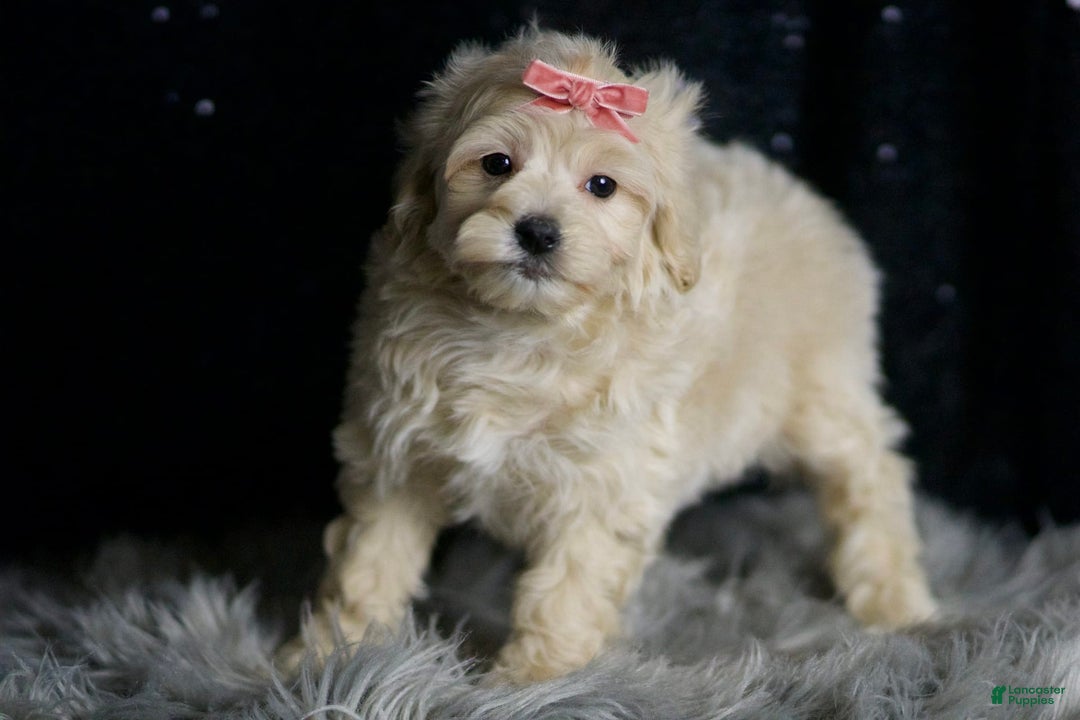 Maltipoo dogs for sale: Maltipoo 5 puppies - Image 3