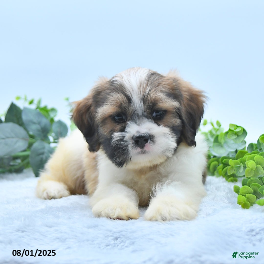 Shih Tzu dogs for sale: Nathaniel - Image 2