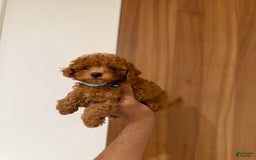 Toy Poodle dogs for sale: Mick Teacup 6lbs Adult Size - Image 3