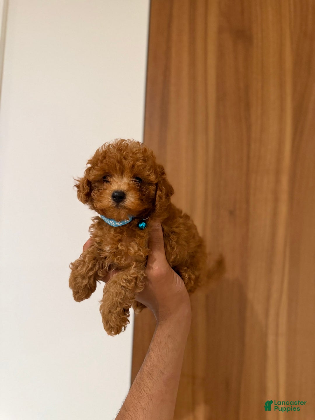 Toy Poodle dogs for sale: Mick Teacup 6lbs Adult Size - Image 3