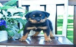 Rottweiler dogs for sale: Paige - Image 5