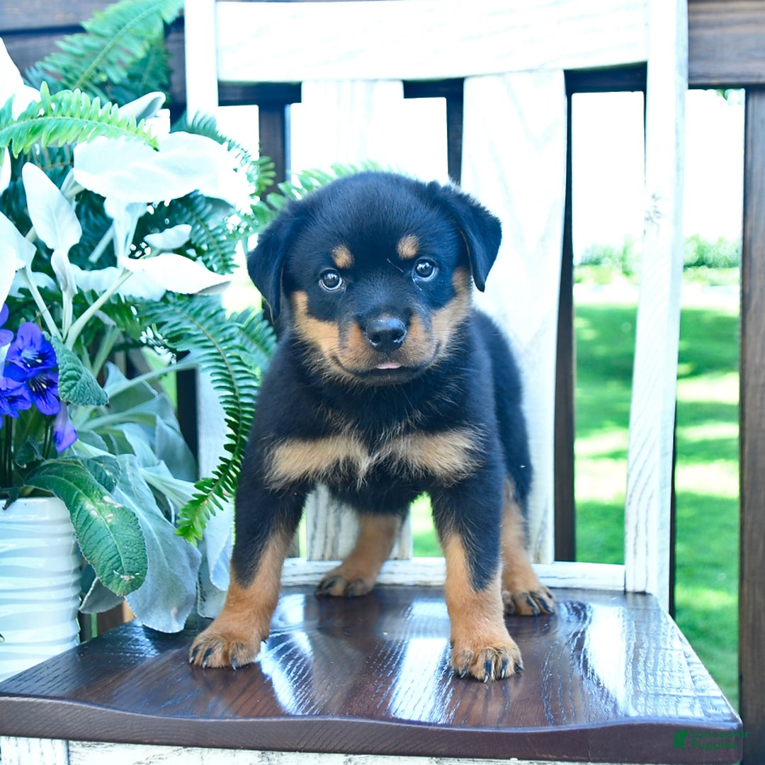 Rottweiler dogs for sale: Paige - Image 5