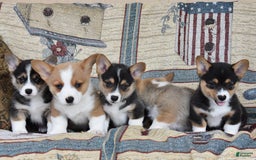 Welsh Corgi Pembroke dogs for sale: Flora - Image 3