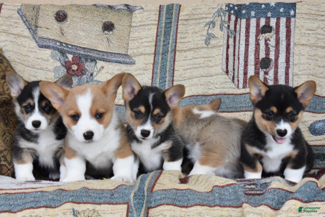 Welsh Corgi Pembroke dogs for sale: Flora - Image 3