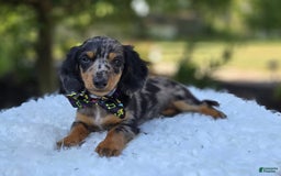 Miniature Dachshund dogs for sale: Albert - Image 14