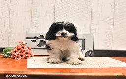 Cockapoo dogs for sale: Dolly - Image 2