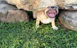 American Pit Bull Terrier dogs for sale: Pincess - Image 19