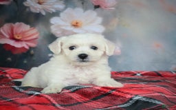 Bichon Frise dogs for sale: Josie - Image 6