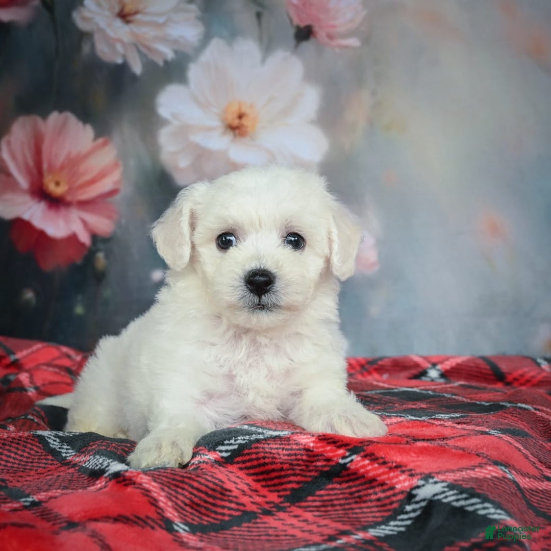 Bichon Frise dogs for sale: Josie - Image 6