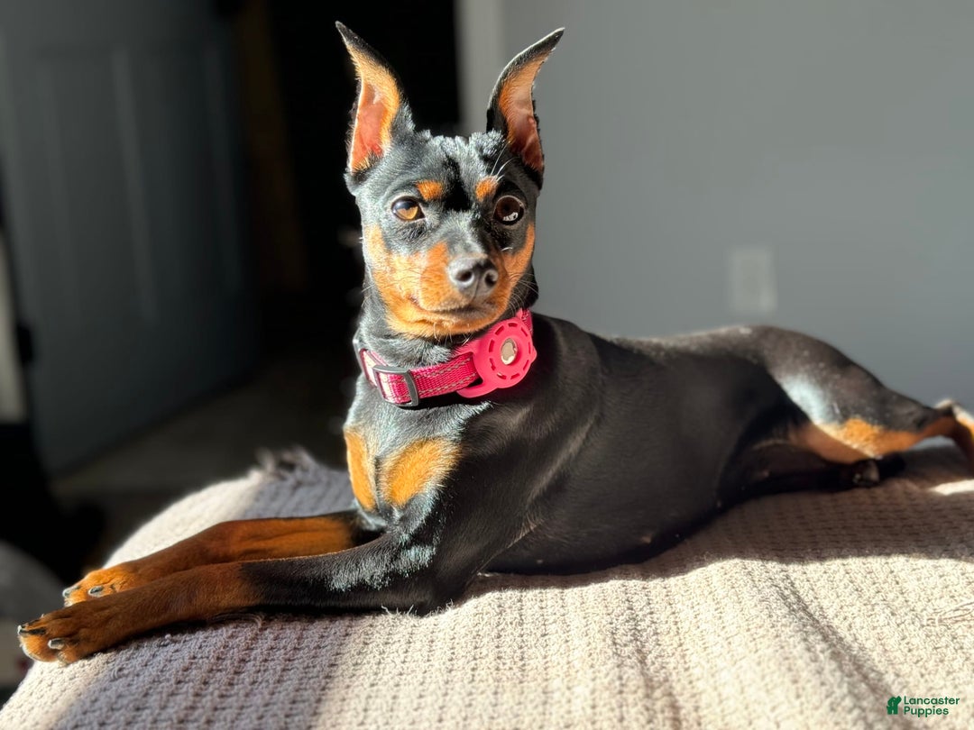Miniature Pinscher dogs for sale: Rufus - Image 10