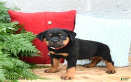 Rottweiler dogs for sale: Rusty - Image 3