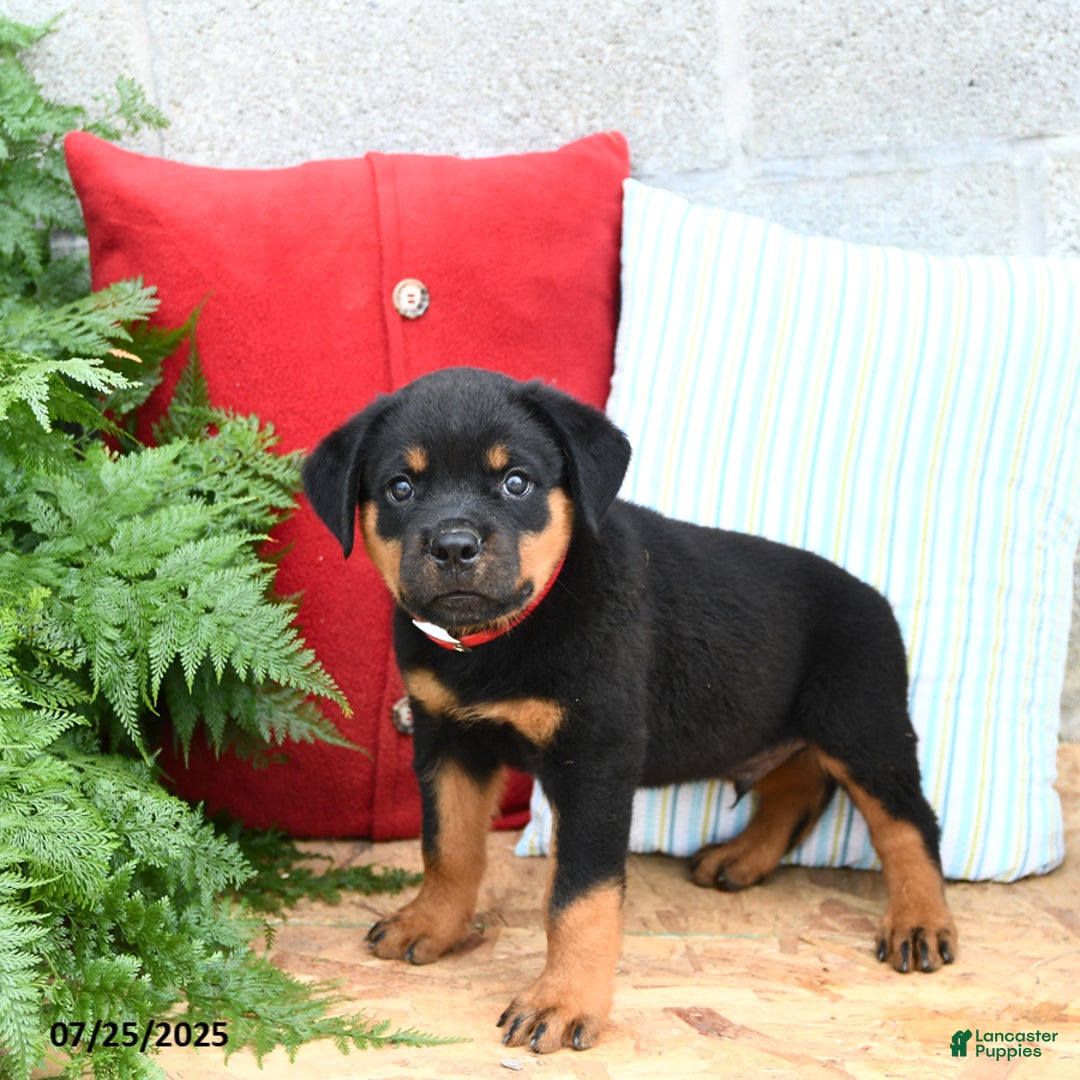 Rottweiler dogs for sale: Rusty - Image 3