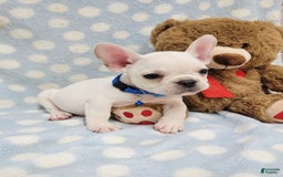 French Bulldog dogs for sale: Fido - Image 26