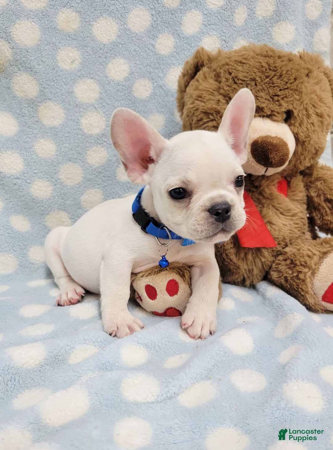 French Bulldog dogs for sale: Fido - Image 26
